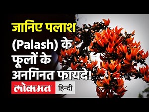 Palash पौधे के फायदे: मोतियाबिंद, गठिया जैसी बीमारियों में सहायक है पलाश का पौधा, ऐसे करें इस्तेमाल!