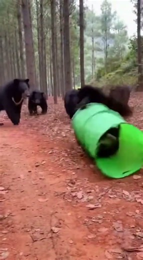 Funny Bear Adventure: Testing Human Things With Big Reactions |Bear Playing With Tent Funny Moment 🤣