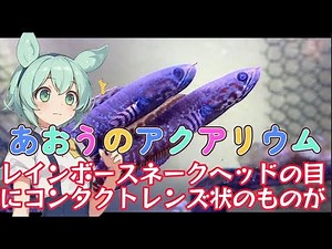 Ao's Aquarium Rainbow Snakehead has something like a contact lens in its eye