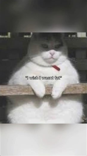 funny cat meme rap 🤣 #funny