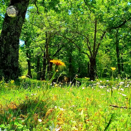 💛Fresh Morning Vibes💛🌻Begin Your Day with the Positive Energy of a Suny Spring Morning in the Forest