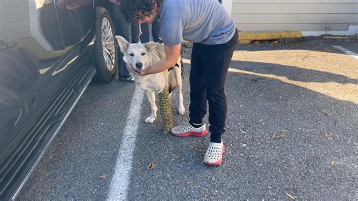 GG is getting her steps in on this beautiful Sunday! We are so happy with her progress. The search is still underway for her sibling. Park staff, local emergency services, and licensed professionals who specialize in these situations are cooperating to recover this dog as quickly and safely as possible. While the last sighting was on Friday within the park, the dog has been seen in the broader Pocantico Hills area, both inside and outside the park. | Veterinary Care of Mount Pleasant
