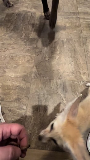 Snack time with Veda. #fennecfox #fox #exoticpets #snack #pet