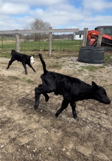 The twins hit full zoomies mode… so naturally they needed a bigger place 🐄💨 #farmlife #cow #twins #babycow #fyp