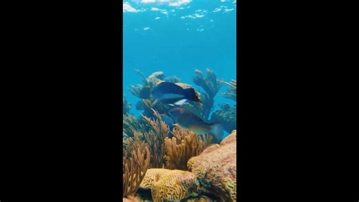 How this solo female traveler explored Bermuda by cycling & diving