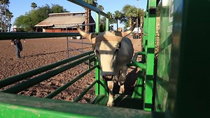 #FINISH your arena and team roping runs with the Chute Help Easy Exit Stripping Chute! . . . #finishinstyle #finishstrong #chutehelp #simplyawesome #simplyautomatic . 855-248-8343 | info@chutehelp.com | www.chutehelp.com . video production by Jay Presti | Chute Help