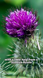 How the Scots defeated the vikings with the help from the thistle!...