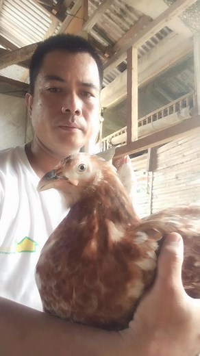 Breed ng binggala at manok. #highlightseveryone #fbreels2024 #followersreels | Lino C Magistrado
