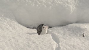 Short-tailed Weasel Adult Lone in Winter White Phase Snow in Wyoming