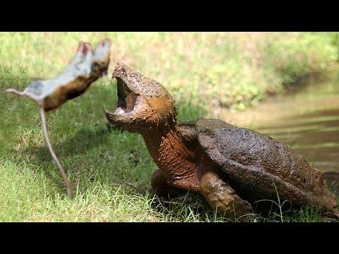 Unbelievable Snapping Turtle knock down Mouse | Welcome To Turtle Island
