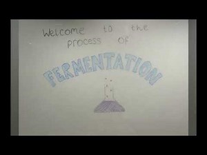 Fermentation bio-animation