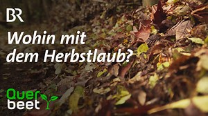 140K views · 2.3K reactions | Jedes Jahr fallen im Garten von Barbara Krasemann große Mengen an Laub an. Das gehört für die Gärtnerin nicht in den Abfall, sondern bleibt im Garten. Doch wohin mit den ganzen Blättern? Die Antwort gibt´s im Video: ----- Mehr Garten-Tipps von Querbeet findet ihr in der BR Mediathek: https://www.br.de/mediathek/sendung/querbeet-av:584f4c003b467900117be66b | Querbeet | Facebook
