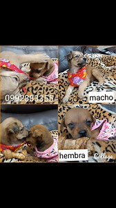 4 comments | Caso Externo Dos bbs rescatados,macho (colimochito)y hembra (cafecita) De dos meses Independientes Serán medianos Están desparasitados Más información al 0992883355 Compromiso de esterilización | Adopción Animal Guayaquil - AG | Facebook