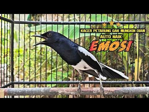 Suara Burung Kacer ini Bikin Kacer Lawan Emosi Gacor, Pancingan Kacer Agar Cepat Emosi Gacor