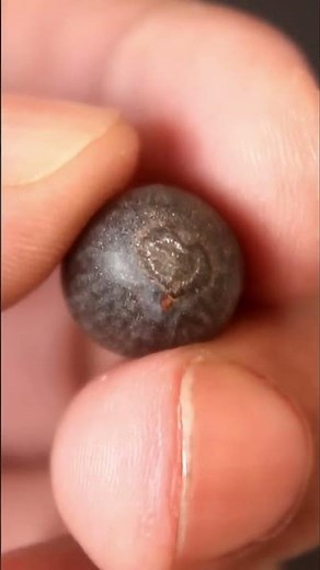 How To Grow LOTUS From Seeds (EASILY)