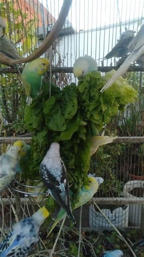 🐥 Stress Free Home Setup 🐦 For Happy & Active Budgies #PetHome