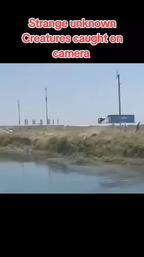 84K views · 400 reactions | #creature #cryptozoology #mysterious #cryptid #alien #ngntd #reels #trending | Troodraco | Facebook