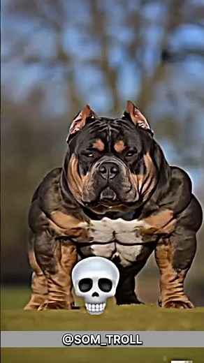 Incredible Dog Transformations 🐶✨ Before & After Makeovers!" 💀