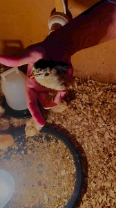 Hamna Start Hatching Again 🐣 Desi Kurak Murgi brooding cycle 184 #hen #shorts #youtube #youtubeshorts #pets #nabilshzd #nabilistan #nabilverse #reels #reel #HenLife #ChickLove #FarmFriends #FeatheredFamily #InstaChicks #CountryLiving #BackyardPoultry #FarmLife #HensofInstagram #instafarm | Nabil Shahzad