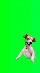 The original laughing dog meme page on Instagram: "Original laughing dog meme please share #greenscreenlaughingdog #originallaughingdog #originallaughingdogmeme"