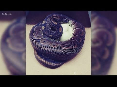 50-year-old snake that hasn't been with a partner in 15 years just laid eggs