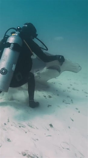 The great hammerhead is the largest species of hammerhead shark, belonging to the family Sphyrnidae, attaining an average length of 4.6 m and reaching a maximum length of 6.2 m. It is found in tropical and warm temperate waters worldwide, inhabiting coastal areas and the continental shelf.