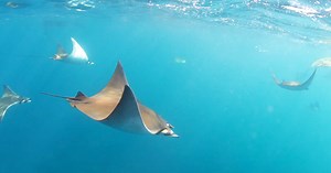 Photographer Captures Stunning Video of Thousands of Ray Fish Flying