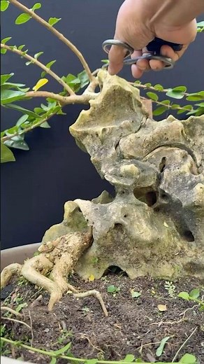 Bonsai Candidate, Growing Among the Rocks