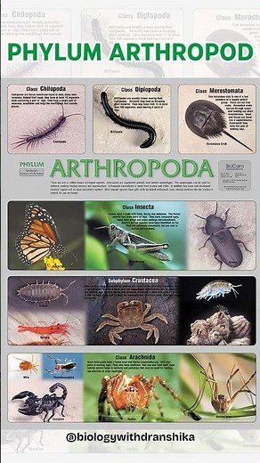Phylum Arthropoda -🦀🦋🕷️From insects to crustaceans, the largest and most diverse phylum !