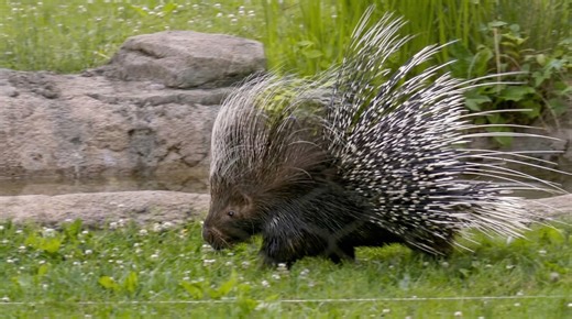 Watch what happens when a tenrec bites with unexpected force