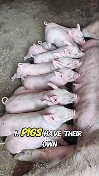 8 Pig Facts That Will Blow Your Mind 🐷