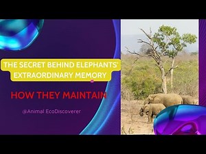 The Secret Behind Elephants' Extraordinary Memory and How They Maintain