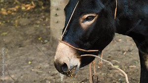 Close-up of the snout of a donkey chewing food. The donkey's mouth is stained with food and drool. Morning feeding of animals on the farm. The concept of cattle breeding