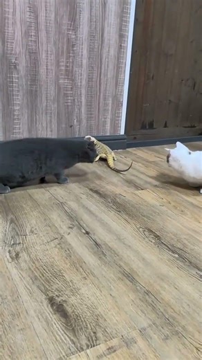 Cute Cat vs. Lizard Showdown