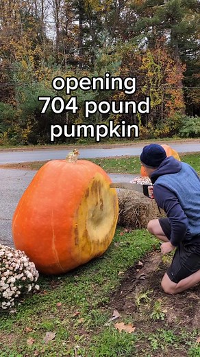 Prepping for carving and collecting seeds 🎃🔥#halloween #pumpkin #jackolantern #giantpumpkin #gardening #asmr