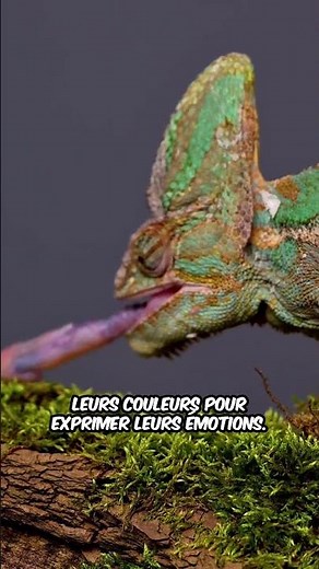 Do chameleons change color to communicate?