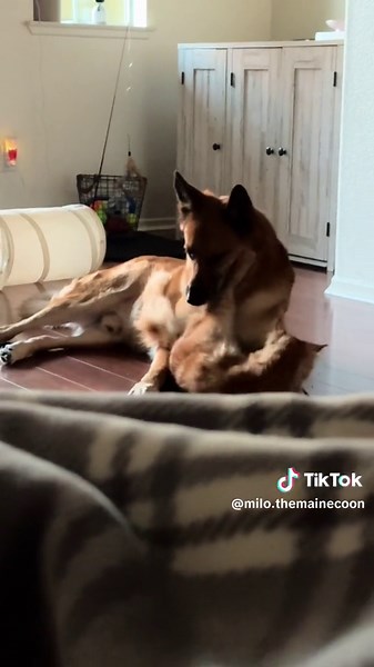 Milo on TikTok