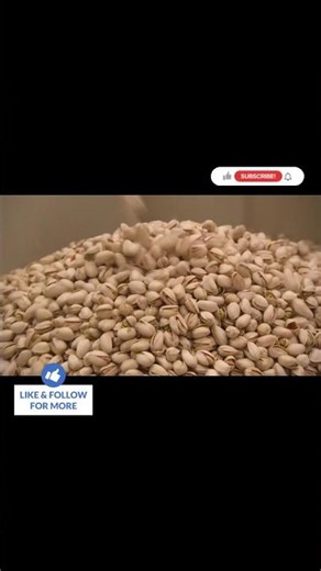 Inside a Mega Factory: How Pistachios Are Processed 🤯🍿