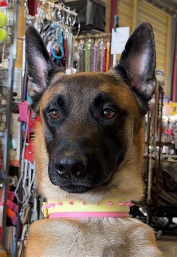 Even after all that testing and dirt, our collars stay practical and clean🫧💦 #biothanedoggear #Koruk9 #doggear #biothanedogcollar