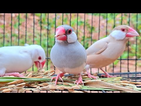 Sound of java sparrow is so lound in a big forest. They sing song so good today. Java sparrow sound
