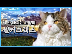 털이 곱슬곱슬한 고양이? 고양이 계의 푸들 셀커크렉스!