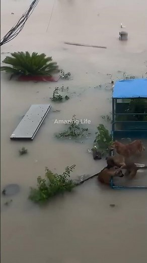 Not All Heroes Wear Capes… These Dogs Saved Their Friend!