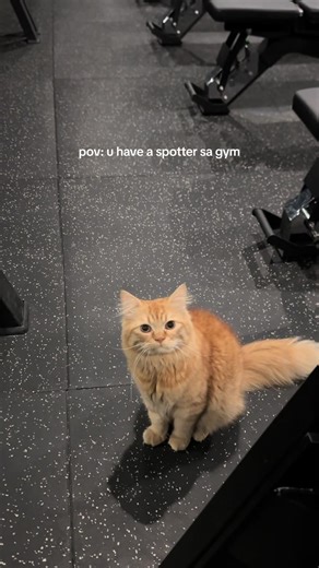 Exercises to Reduce Cortisol Levels with Cats