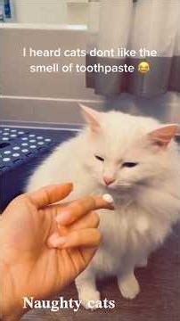 Funniest Cats of 2026 | Try Not to Laugh Challenge#funny