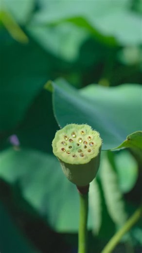 🌸 The first lotus bloom of summer has arrived. In Buddhism, the lotus reminds us that wisdom and compassion can rise from even the muddiest waters. Watching it open on the pond is truly magical, a gentle reminder to grow with patience, rise with clarity, and bloom in our own time. 🪷 You’re welcome to visit the lotus pond to explore its beauty with a peaceful stroll, find a quiet spot to meditate, or simply share the experience with friends and family. We hope to see you soon. 🪷🙏🏽🪷 #lotus #