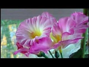 Aiptek A-HD Camera Review