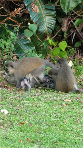 Cutest Baby Vervet Monkeys on the KZN South Coast! 😍🐒 | Heartwarming Wildlife Moments