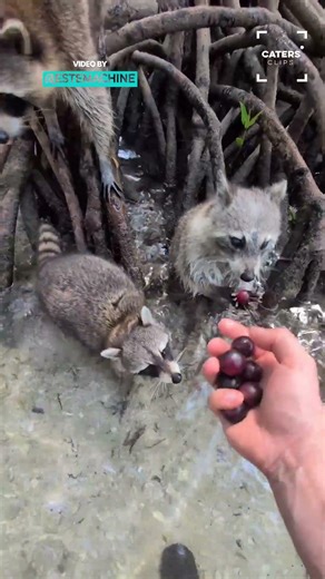Feeding Wild Racoons (look at their grabby little hands)