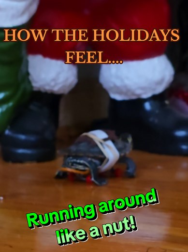 Funny Turtles Celebrate the End of Christmas