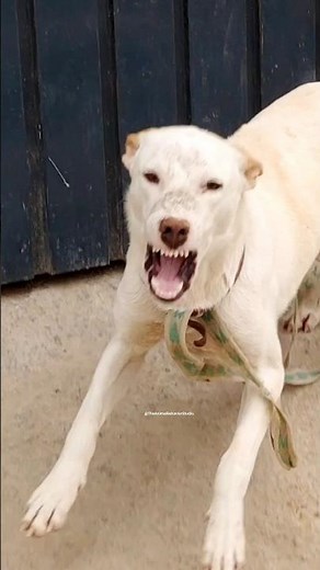 Fierce Guard Dog Warning Bark 🔥🐕 | Real Aggressive Sound #shorts #dogsound